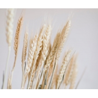Andrea House - Αποξηραμένα Λουλούδια Wheat Natural 60cm