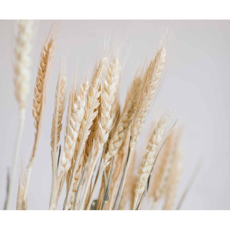 Andrea House - Αποξηραμένα Λουλούδια Wheat Natural 60cm