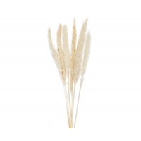 Andrea House - Αποξηραμένα Λουλούδια 6τμχ White Phragmitos 70cm