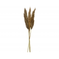 Andrea House - Αποξηραμένα Λουλούδια 3τμχ Pampas Natural 95cm Andrea House - Αποξηραμένα Λουλούδια 3τμχ Pampas Natural 95cm