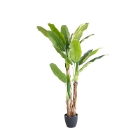 BANANA TREE NP6327_180_22 ΥΨΟΣ 180cm NewPlan BANANA TREE NP6327_180_22 ΥΨΟΣ 180cm NewPlan