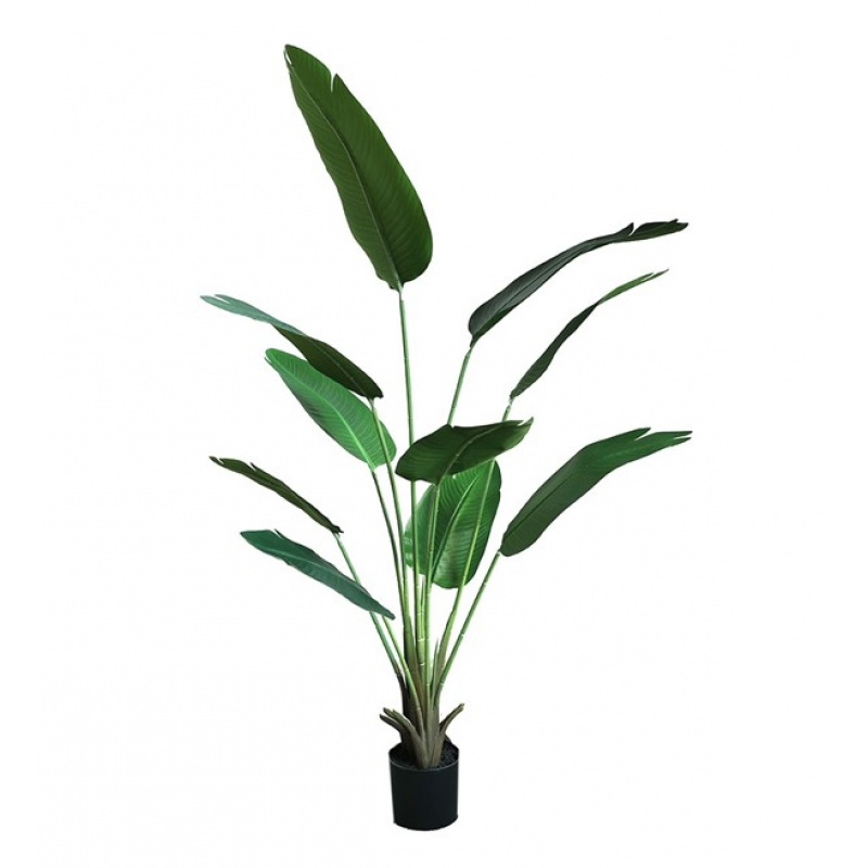 BANANA TREE NP1411_160  ΥΨΟΣ 160cm NewPlan
