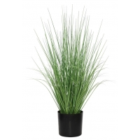 ONION GRASS TREE  NP1009_60 ΥΨΟΣ 60cm NewPlan
