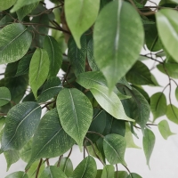 FICUS TREE NP0078_120 YΨΟΣ 120cm NewPlan FICUS TREE NP0078_120 YΨΟΣ 120cm NewPlan