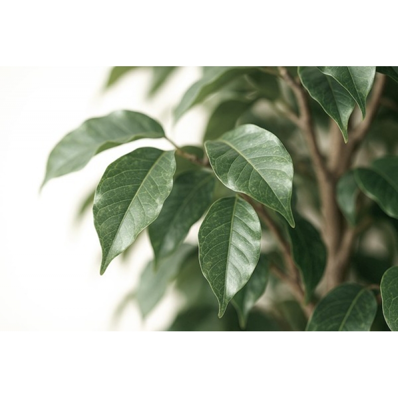 FICUS TREE NP230_210_UV ΥΨΟΣ 210cm NewPlan FICUS TREE NP230_210_UV ΥΨΟΣ 210cm NewPlan