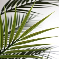 PALM TREE NP160_210_UV ΥΨΟΣ 210cm NewPlan PALM TREE NP160_210_UV ΥΨΟΣ 210cm NewPlan