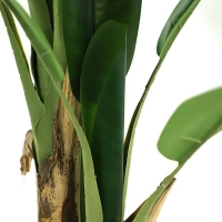 BANANA TREE NP014_120_22 ΥΨΟΣ 120cm NewPlan BANANA TREE NP014_120_22 ΥΨΟΣ 120cm NewPlan