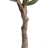 OLIVE TREE NP439_150 ΥΨΟΣ 150cm NewPlan OLIVE TREE NP439_150 ΥΨΟΣ 150cm NewPlan