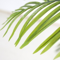 PALM TREE NP5500_240_22 ΥΨΟΣ 240cm NewPlan PALM TREE NP5500_240_22 ΥΨΟΣ 240cm NewPlan