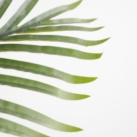 PALM TREE NP0266_140 ΥΨΟΣ 140cm NewPlan PALM TREE NP0266_140 ΥΨΟΣ 140cm NewPlan