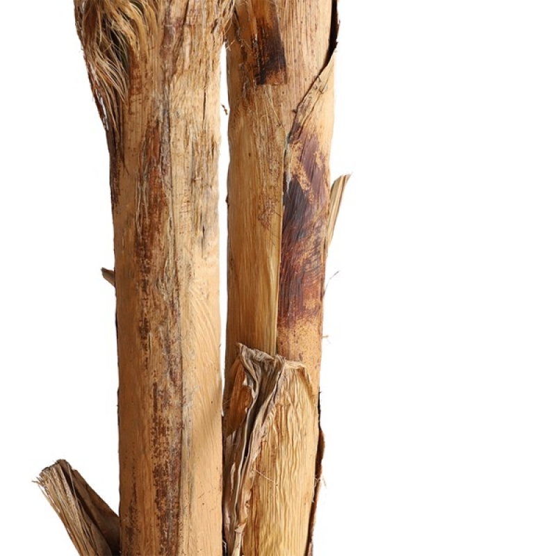 BANANA TREE NP707_240 ΥΨΟΣ 240cm NewPlan BANANA TREE NP707_240 ΥΨΟΣ 240cm NewPlan