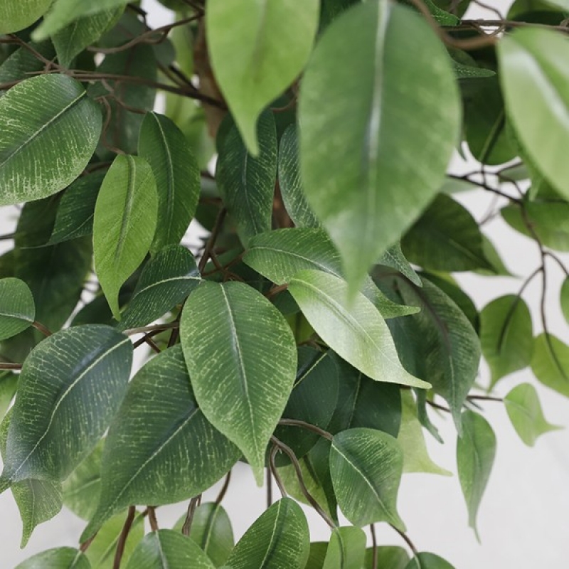 FICUS TREE NP0081_210 ΥΨΟΣ 210cm NewPlan FICUS TREE NP0081_210 ΥΨΟΣ 210cm NewPlan