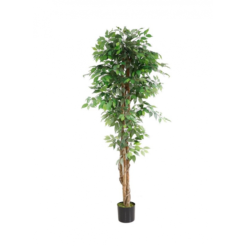 FICUS TREE NP0081_210 ΥΨΟΣ 210cm NewPlan FICUS TREE NP0081_210 ΥΨΟΣ 210cm NewPlan