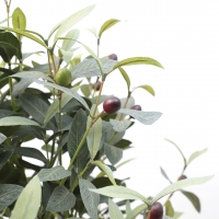 OLIVE TREE NP459_120 ΥΨΟΣ 120cm NewPlan OLIVE TREE NP459_120 ΥΨΟΣ 120cm NewPlan