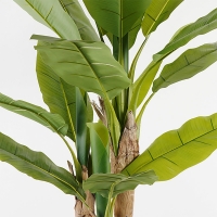 Διακοσμητικό φυτό σε γλάστρα Banana Tree Inart πράσινο Φ53x190εκ Διακοσμητικό φυτό σε γλάστρα Banana Tree Inart πράσινο Φ53x190εκ
